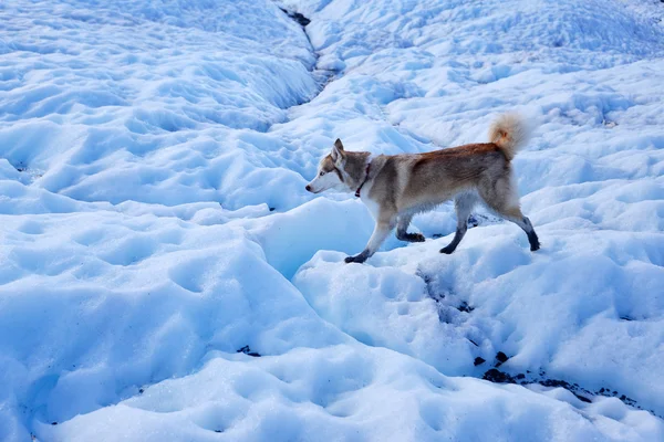 Buz Matanuska buzul Alaska ABD üzerinde yürüyen köpek