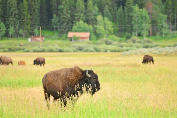 Bison kalv i fältet på grand teton national park — Stockfoto