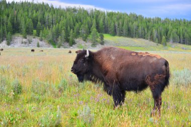 bizon ayakta Valley yellowstone Milli Parkı