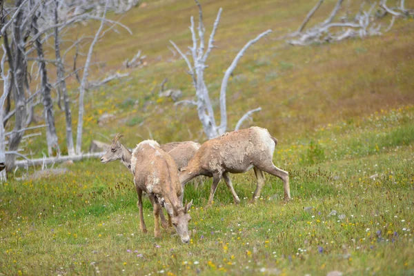 Jovem grande chifre ovelhas comendo grama pela trilha para montar Washburn — Fotografia de Stock