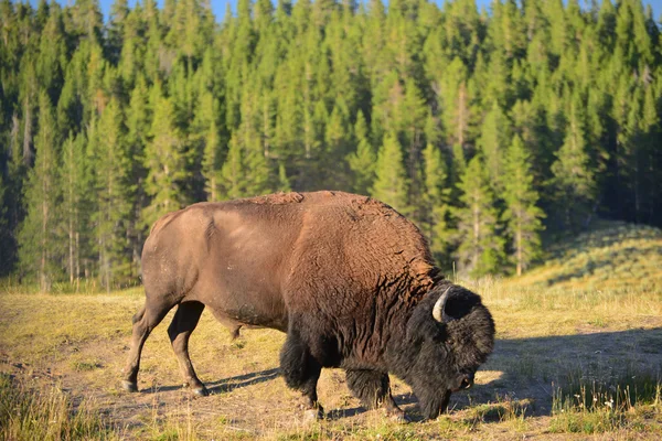 Bisons stehen im Tal des Yellowstone Nationalparks — Stockfoto