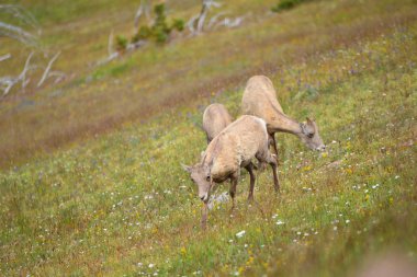 Mount Washburn hiking trail, Yellowston genç büyük boynuz koyun