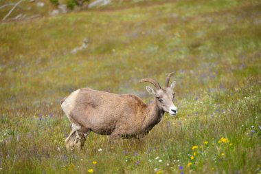 Mount Washburn hiking trail, Yellowston genç büyük boynuz koyun