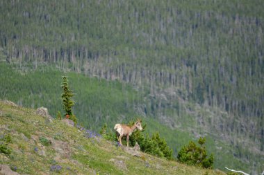Genç büyük boynuz koyun ayakta trail için Mount Washburn summi yakın