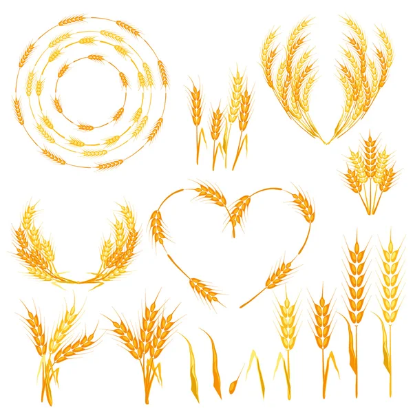 Пшеничні колоски Векторні ілюстрації . — стоковий вектор