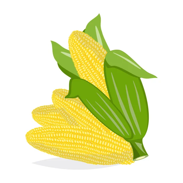 Mazorcas de maíz sobre fondo blanco. Conjunto de vectores . — Vector de stock