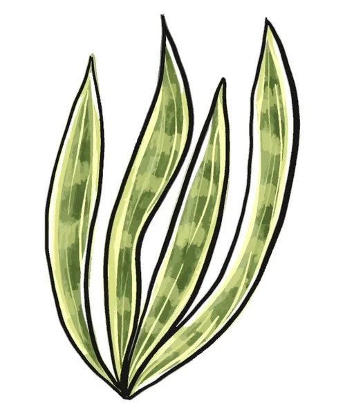 Kaktus im Aquarell-Stil isoliert auf weißem Hintergrund. — Stockfoto
