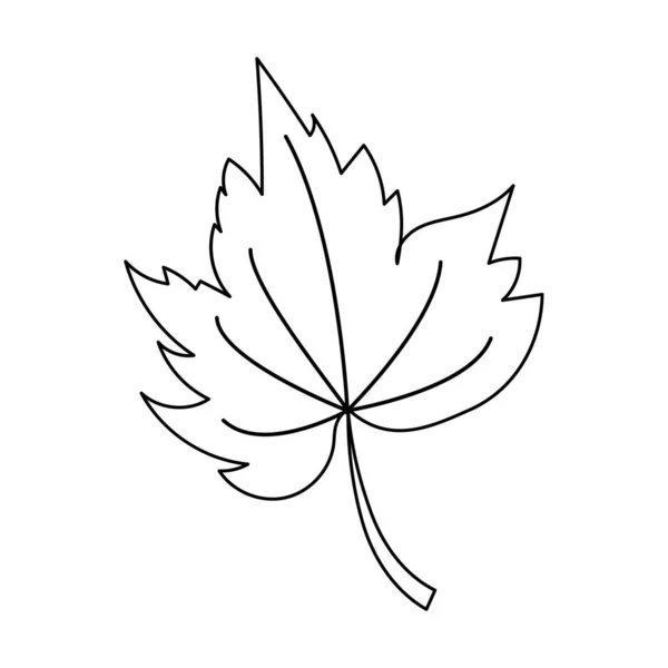 秋叶呈线型有机天然乔木叶 孤立的轮廓画现代简约的轮廓在白色上孤立的图画 — 图库矢量图片