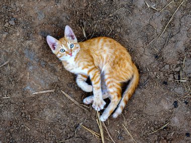 Turuncu kedicik yerde çalış