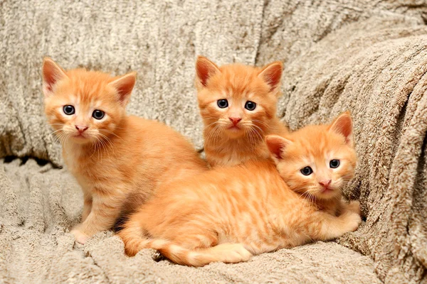 Trois petits chatons roux assis sur une chaise — Photo