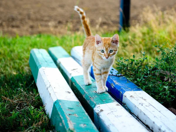 O pequeno gatinho laranja que joga em um log — Fotografia de Stock