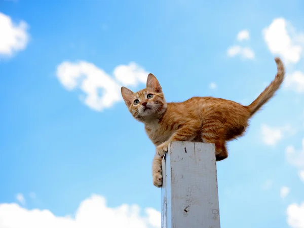 Het kleine oranje kitten speelt kolom Stockfoto