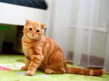 Halıya poz güzel zencefil yavru kedi