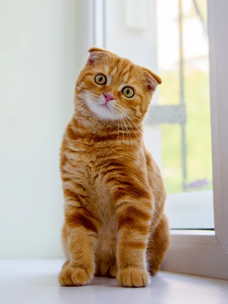 Beautiful ginger kitten posing on the window — Stock Photo, Image