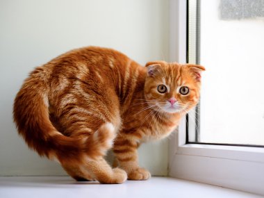 üstünde belgili tanımlık pencere poz güzel zencefil yavru kedi