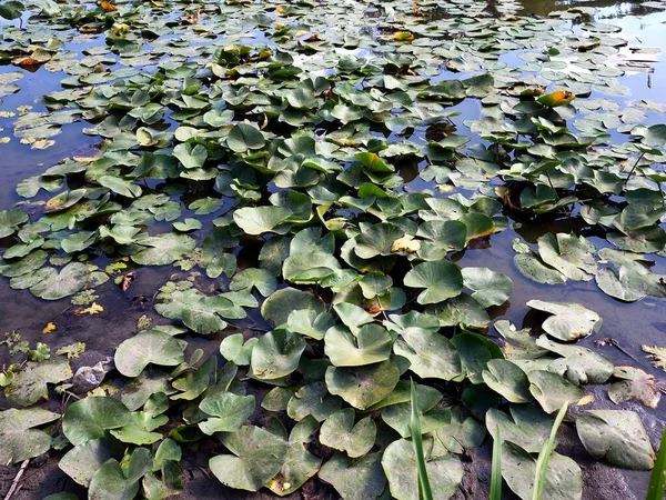 Зеленая Вода Растение Фон Осень — стоковое фото