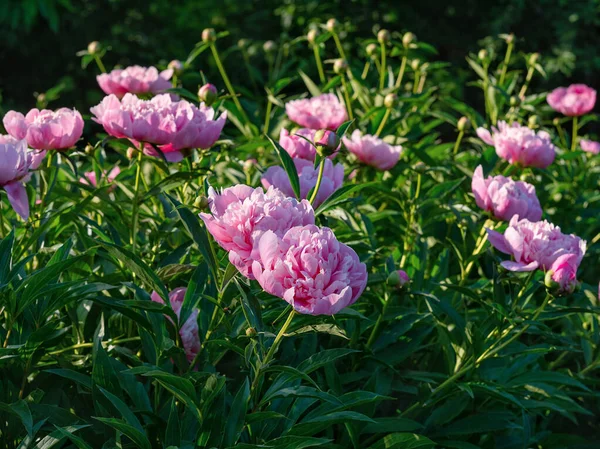 Beautiful Flowers Nature Background Stock Photo