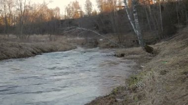Yaz ormandaki canlı Nehri