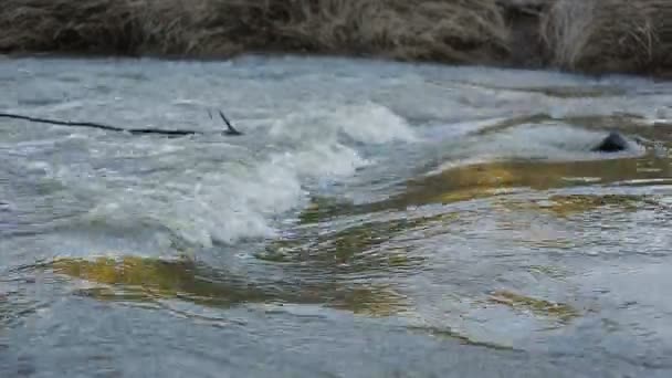 充满活力的河在夏季森林 — 图库视频影像