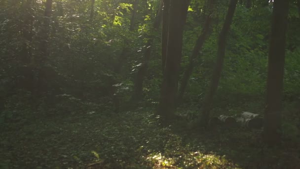 夏の森の生活 — ストック動画
