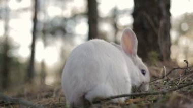 Bir yaz ormanda beyaz tavşan