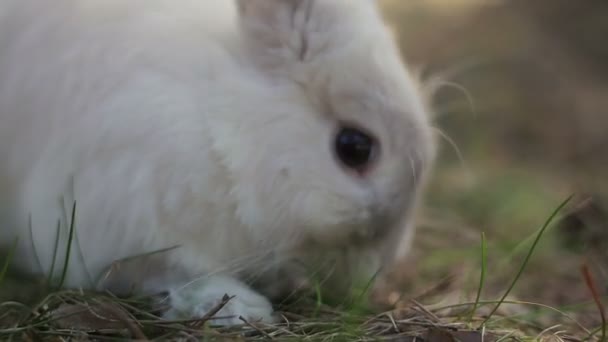 Vit kanin i en sommar skog — Stockvideo