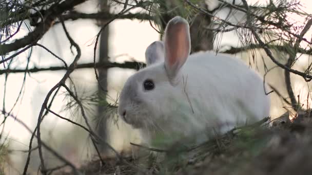 Белый кролик в летнем лесу — стоковое видео