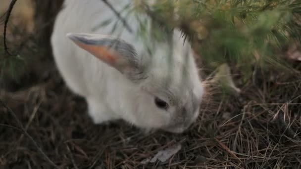 Coelho branco em uma floresta de verão — Vídeo de Stock