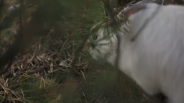 Conejo blanco en un bosque de verano — Vídeos de Stock