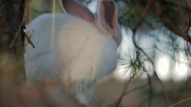 Coniglio bianco in una foresta estiva — Video Stock