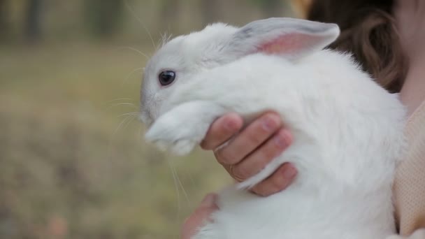 Chica y conejo blanco — Vídeo de stock