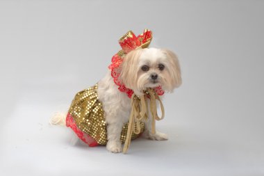 Beyaz Malta shi tzu köpek kılığına girmiş bir parti için