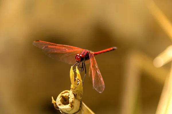 Libélula linda vermelha — Fotografia de Stock