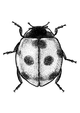 Uğur böceği - çizilen mürekkep illüstrasyon izole beyaz arka plan üzerinde. Gravür tarzı. Marybeetle. Uğur böceği. Hata