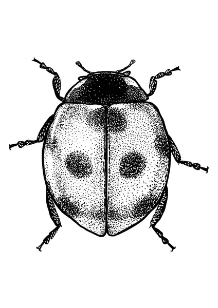 Ladybird - illustration à l'encre dessinée isolée sur fond blanc. Style gravure. Marybeetle. Coccinelle. Coccinelle — Image vectorielle