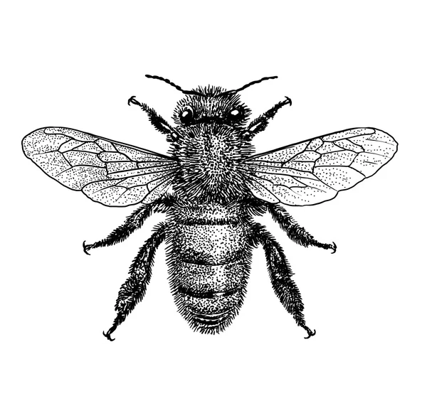 Гравированная, нарисованная иллюстративная пчела — стоковый вектор