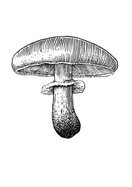 Mantar, vektör, çizim, gravür, illüstrasyon, ortak, alan, champignon
