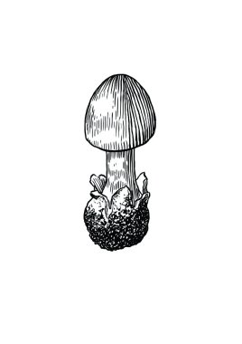 Mantar, vektör, çizim, gravür, illüstrasyon, amanita, agarik, zehir, yumurta, küçük, genç