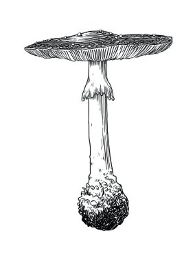 Mantar, vektör, çizim, gravür, illüstrasyon, amanita, agaric, sinek, masal, zehir, ölüm