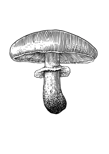 Mushroom, vector, drawing, engraving, illustration, common, field, champignon — Stock Vector