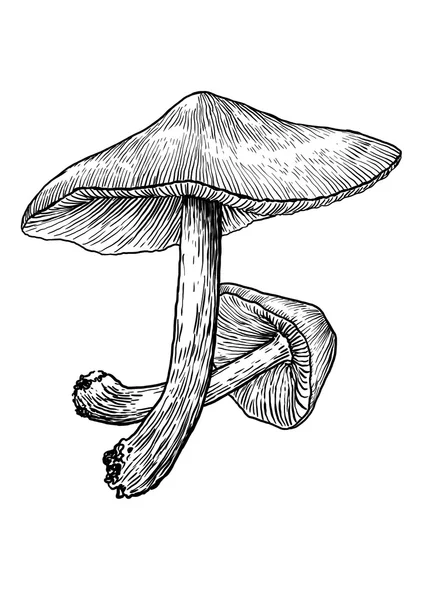 Champignon, vecteur, dessin, gravure, illustration, vieux, petit, minuscule, groupe — Image vectorielle