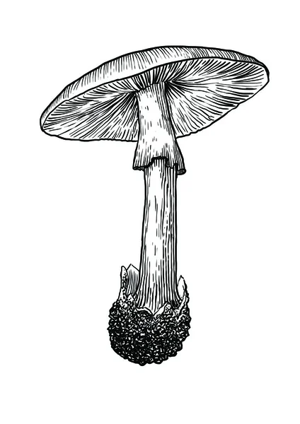 Grzyb, wektor, rysunek, grawerowanie, ilustracja, Amanita, Agaric, latać, trucizna, śmierć — Wektor stockowy