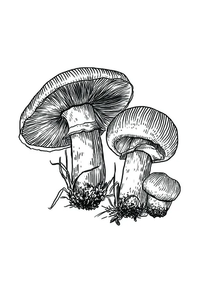 Cogumelo, vetor, puxando, gravura, ilustração, comum, campo, champignon —  Vetores de Stock