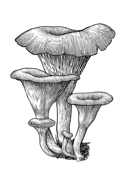 Grihroom, vector, drawing, engraving, illustration, group, family, funnel, Clitocybe — стоковый вектор