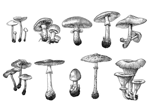 Mushroom, illustration, engraving, drawing, vector, set, collection