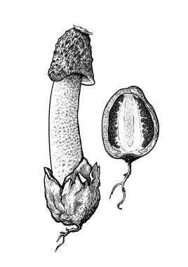 vektör çizim, gravür, mantar, stinkhorn, 