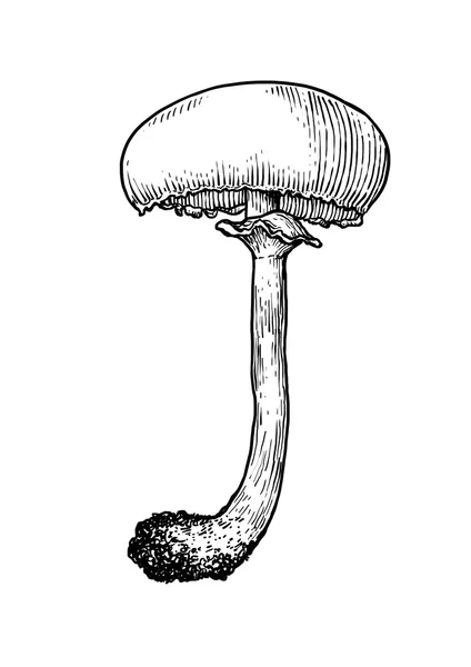 Vecteur, dessin, gravure, champignon — Image vectorielle