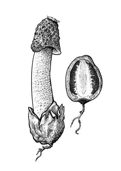vektör çizim, gravür, mantar, stinkhorn, 