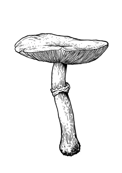 Vector, drawing, engraving, mushroom — Stock Vector