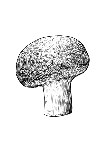 Vecteur, dessin, gravure, champignon — Image vectorielle